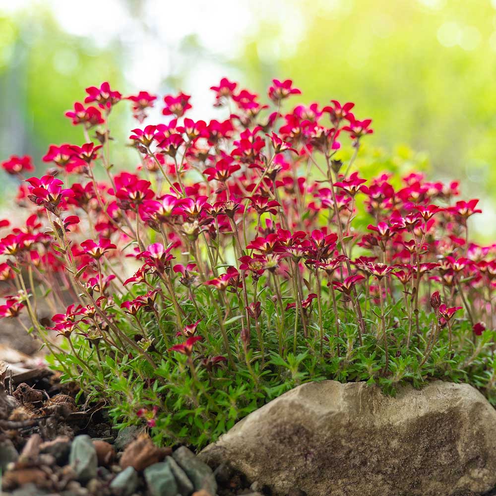 27d6efe2db0232b93ec1866791e89885