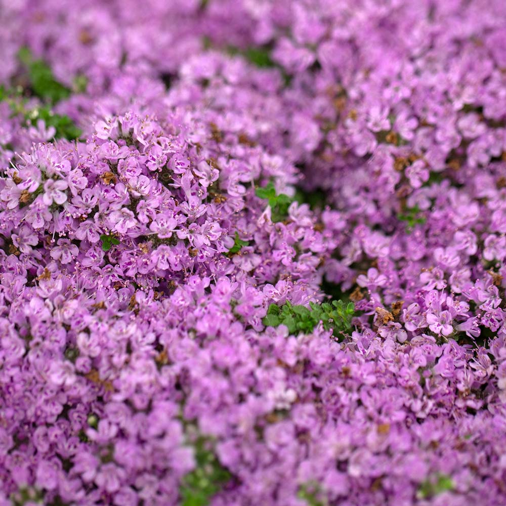 990d4565807b863c62100ba0939331e0