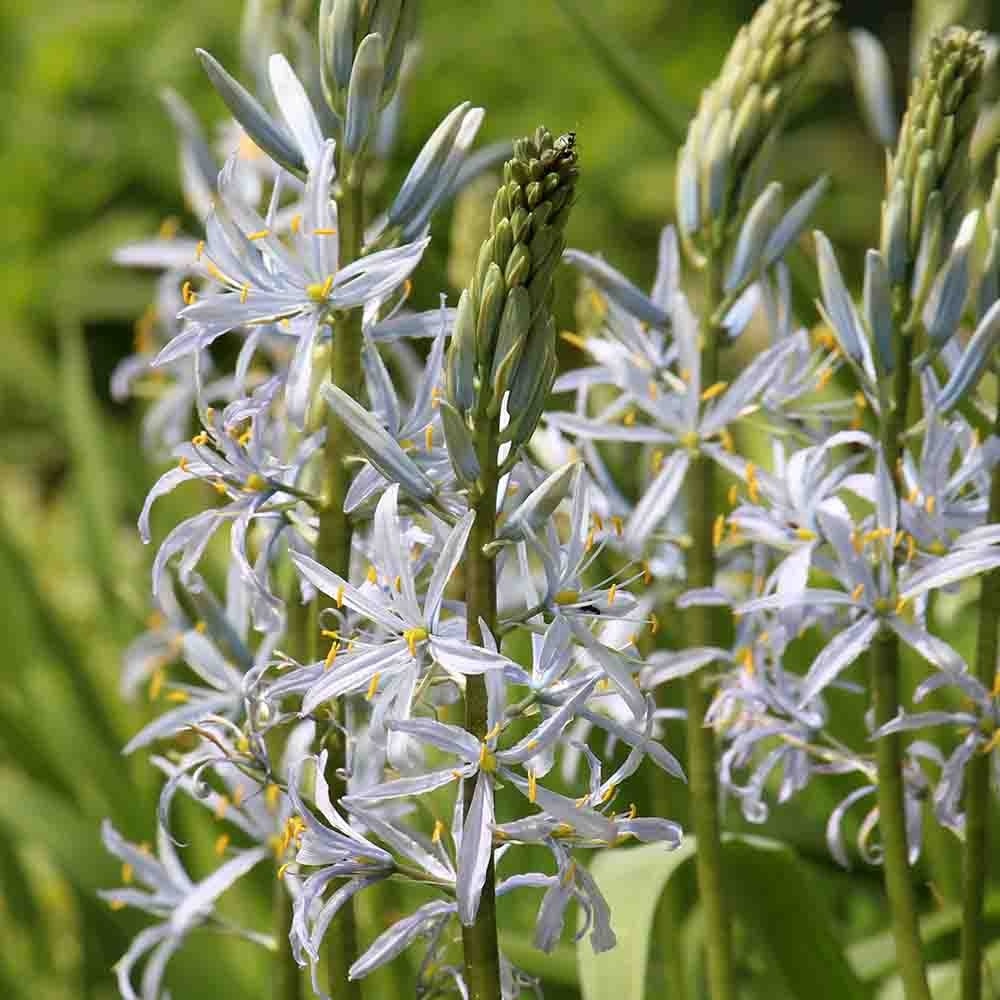 439bfb590d086786109f5eb96c4a7cbe