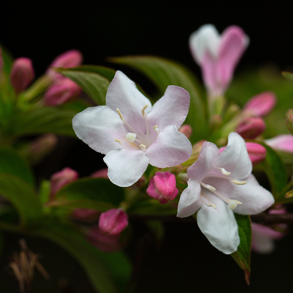 7d61babd1352a5336e9e6b4c07f2675d