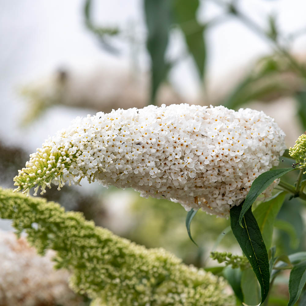 050361aa632dfab5b96af0e91cfa88c7