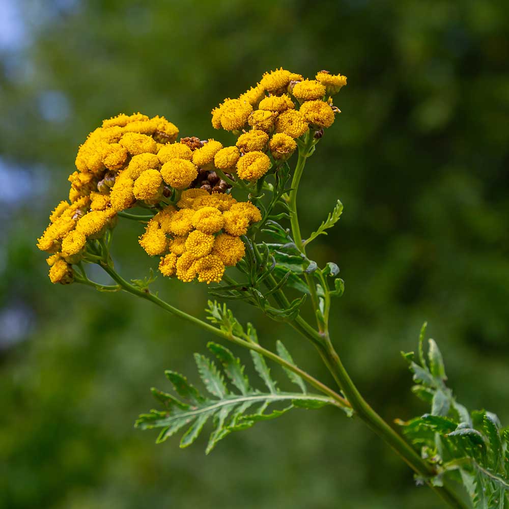 f207550e3af5ad81b4bdf6de9cd8b663