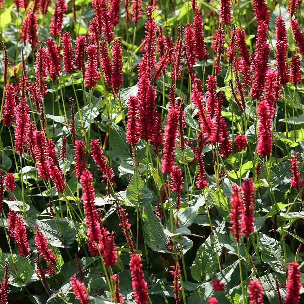 f5cbcf37bac4b620ab489b330e207db6