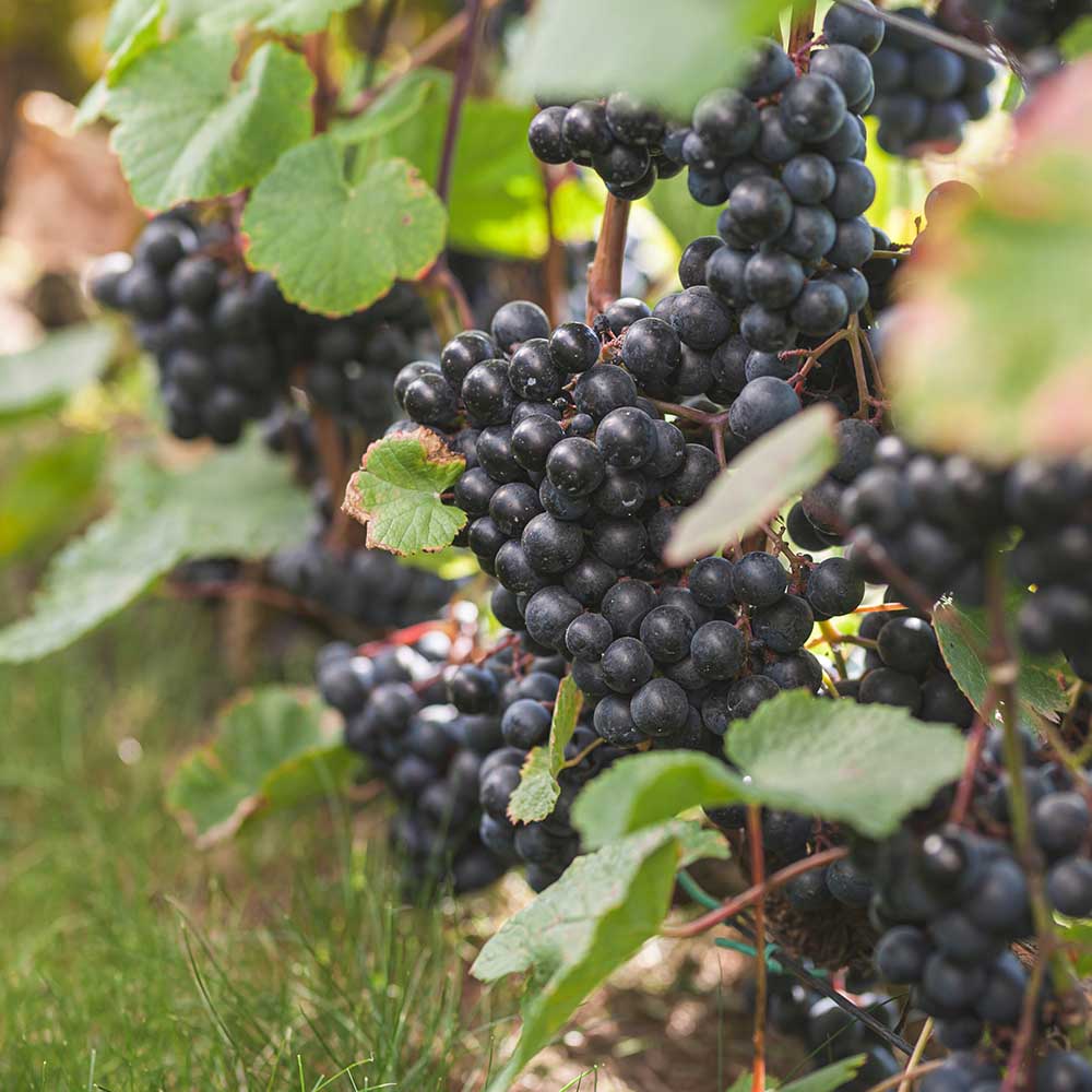 225966665289b48dad6b9ea21d3bdd08