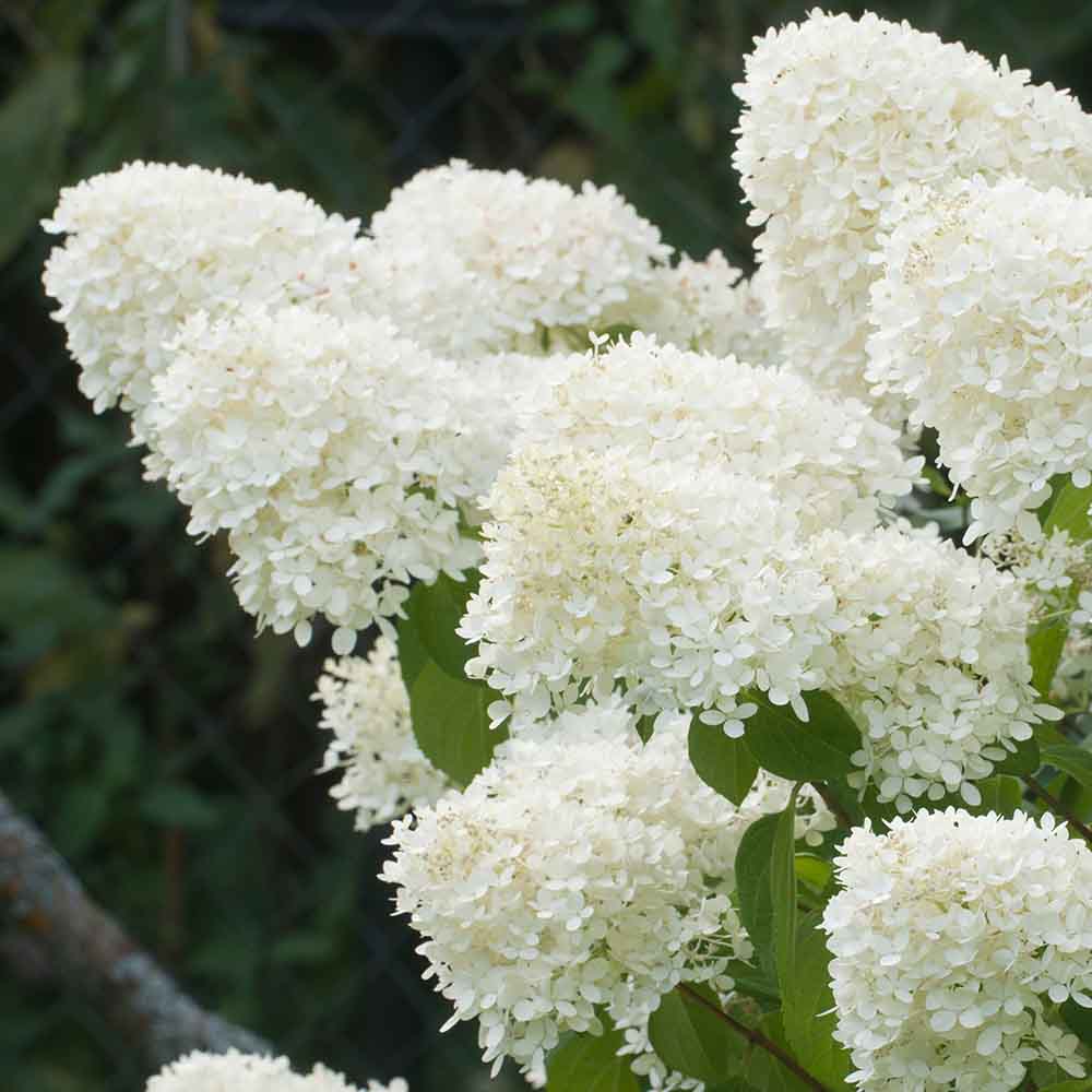 aaebf53cc4aeb3c4b283a3ba8e1c4e4c