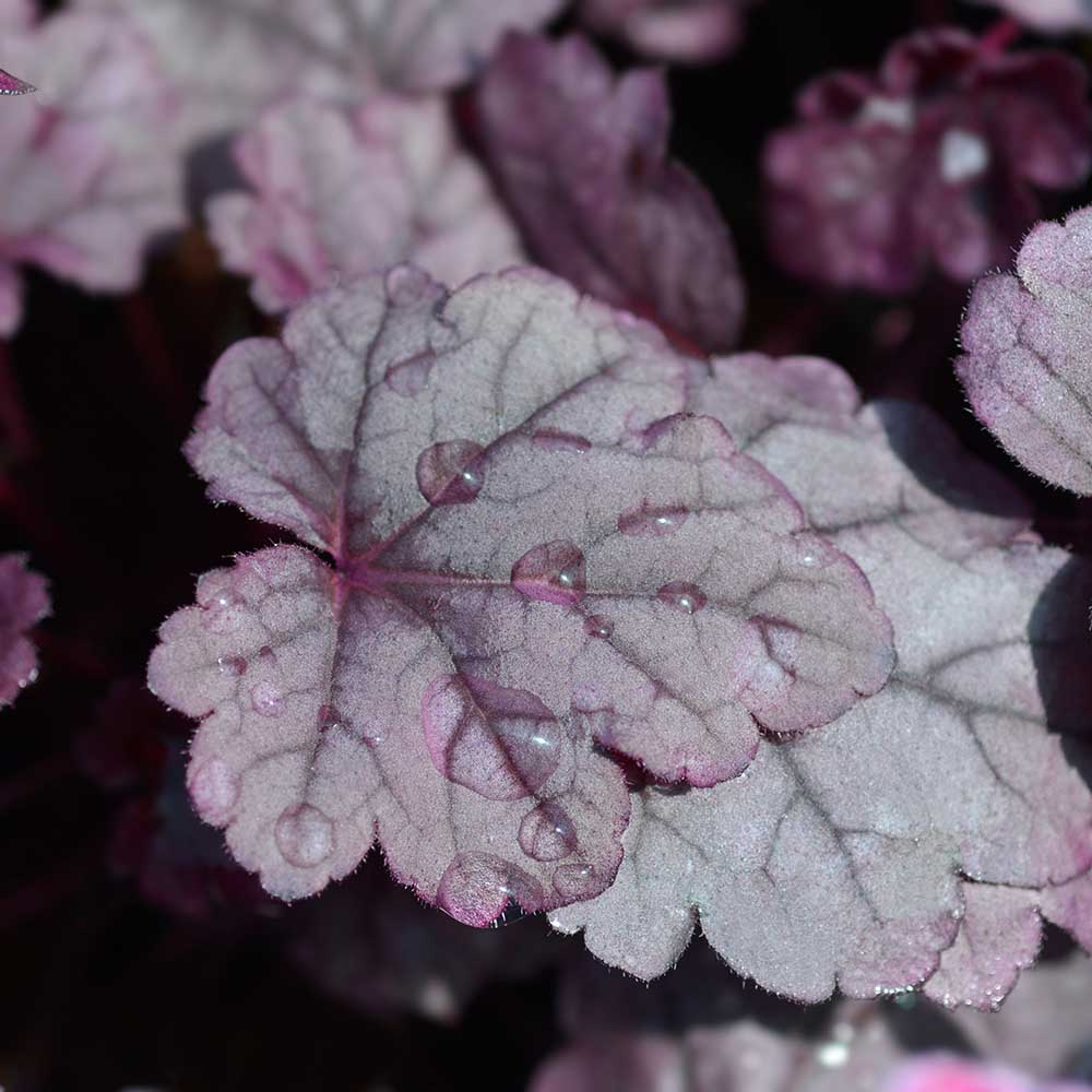 6bd9dfd7c44a0c1834ecef86f8a290e0