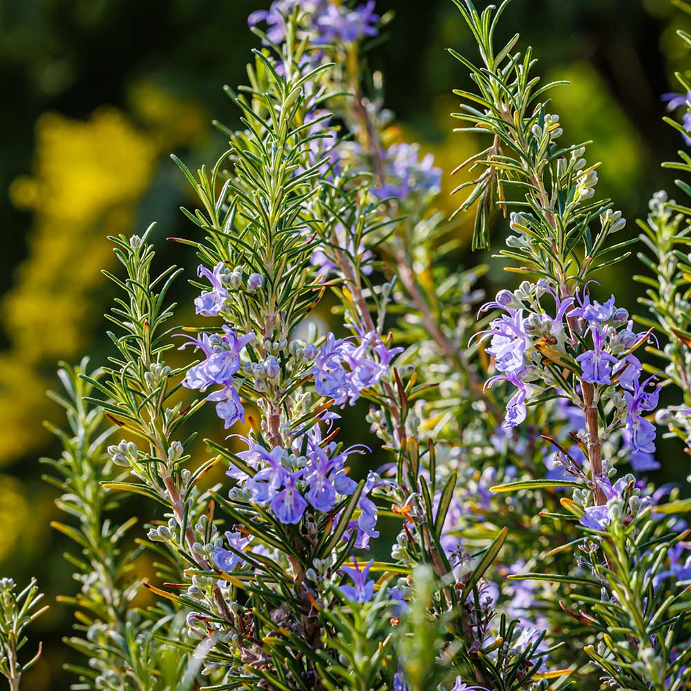 962c15efc307f40aa28a6aa64ebfabcb