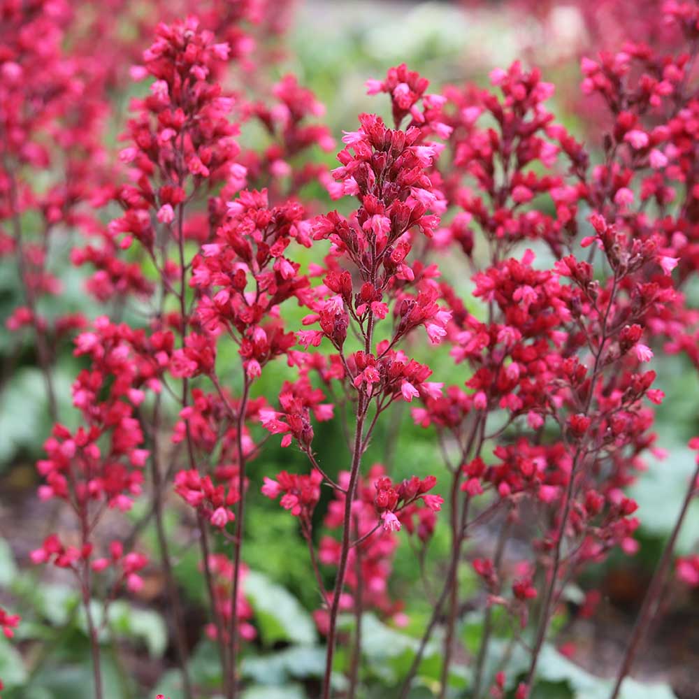 bed490214900113bc179ed4051e56290