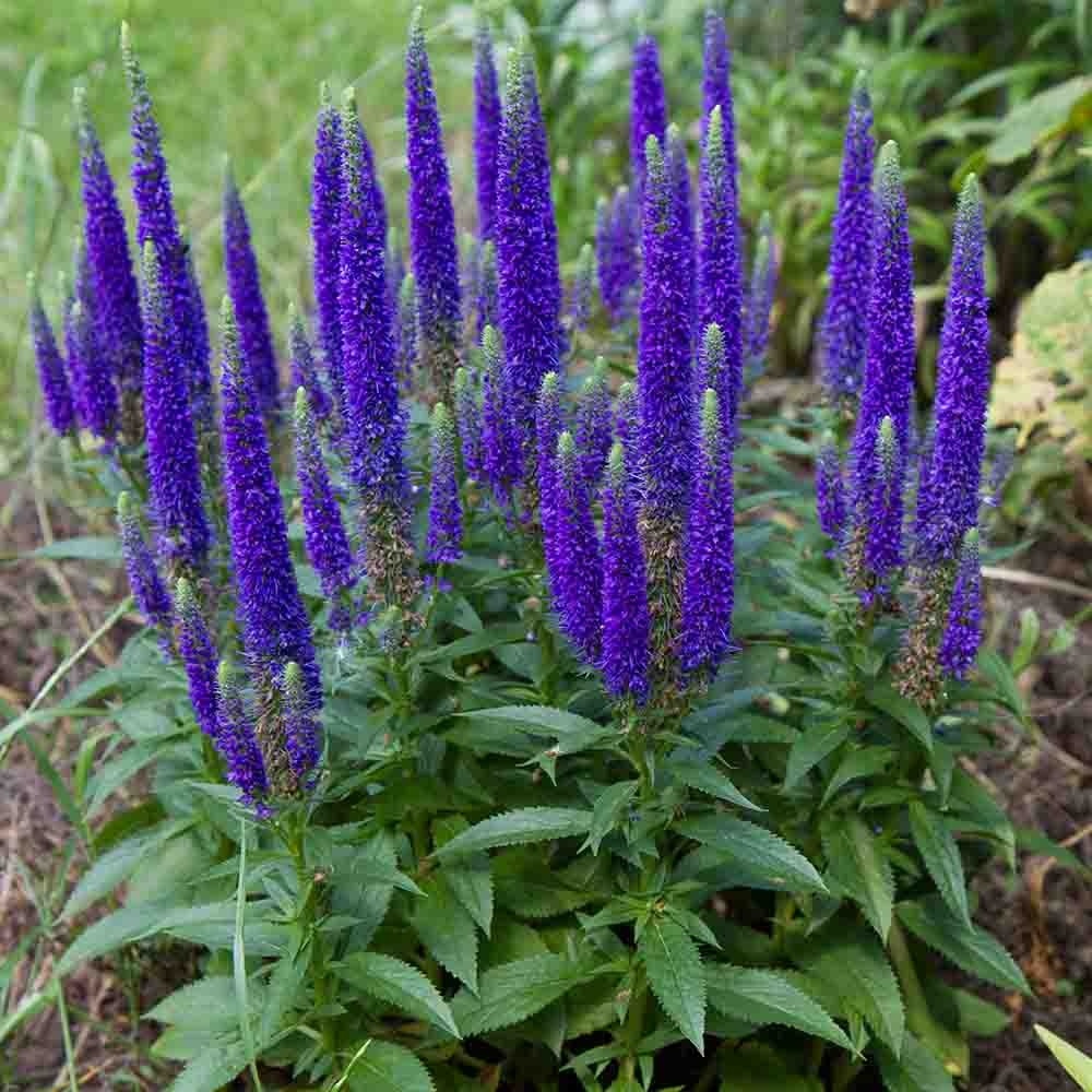 c85723d18de2c8b582c02a2ef07c0c96