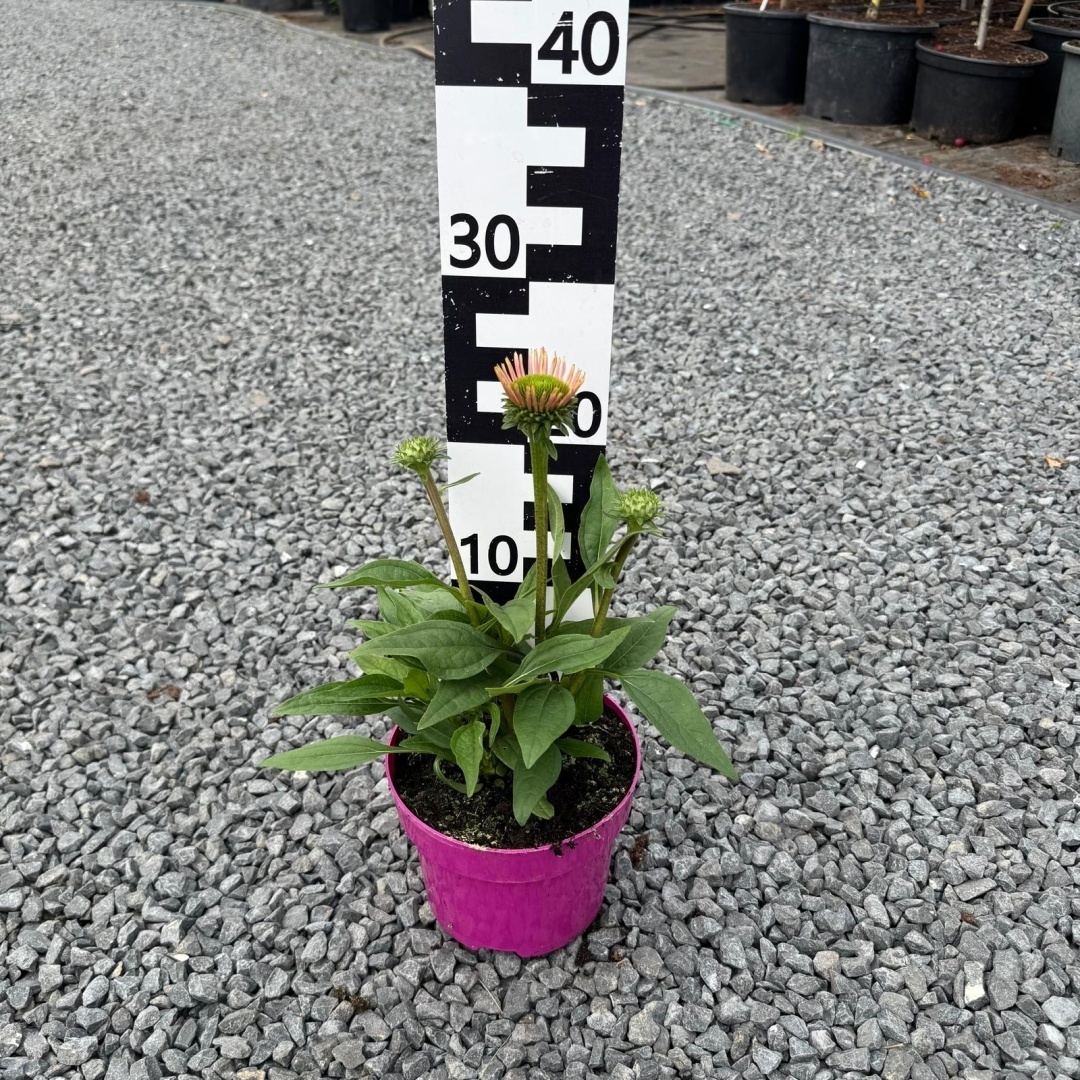 3a0cbae9c98901ed715b5feeaf05b20b