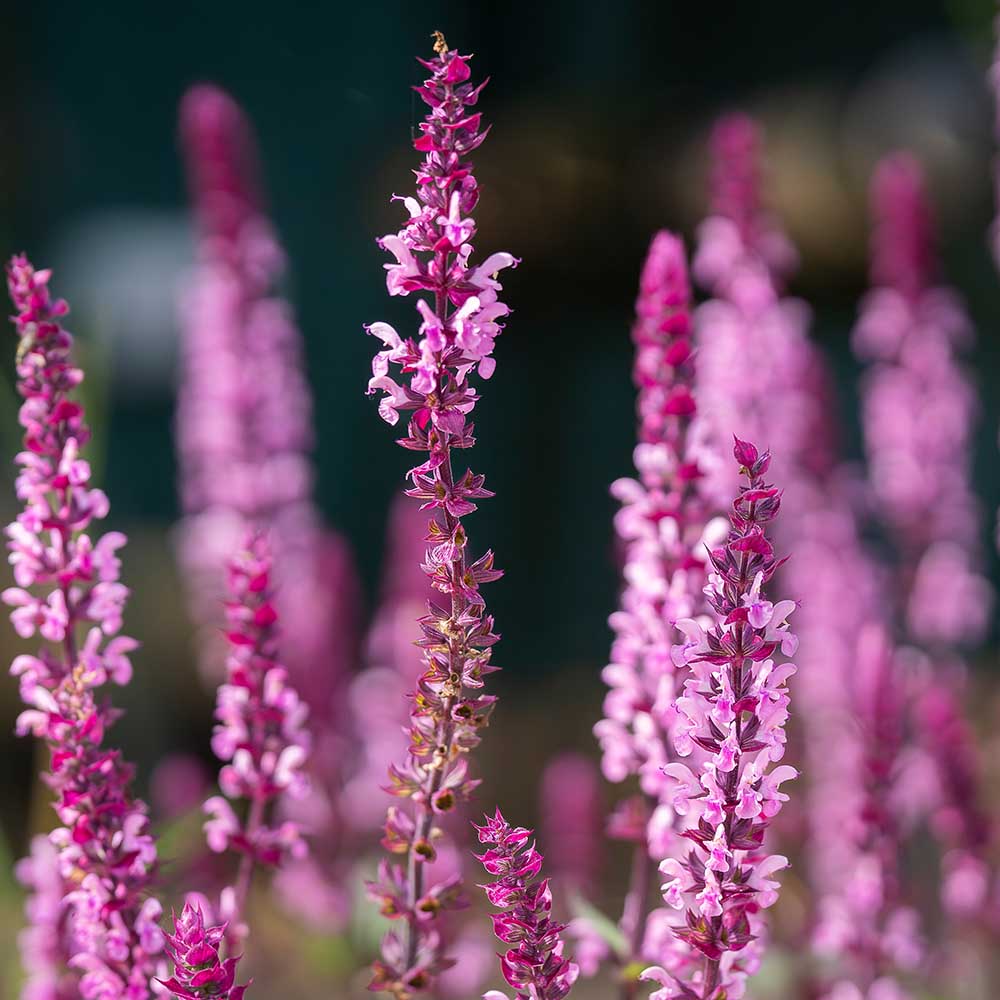 39def03525e01820847f2b5c05addbbc