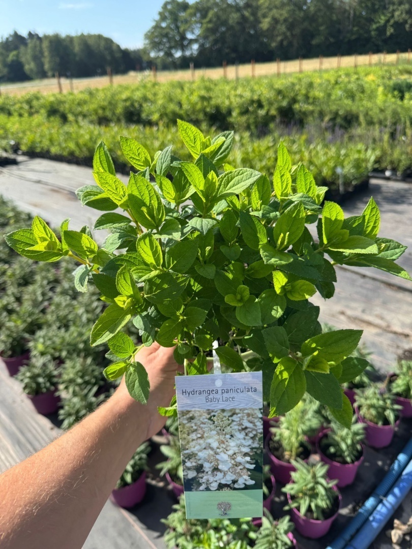 d5cf12e096416755533ab1103c312b2d