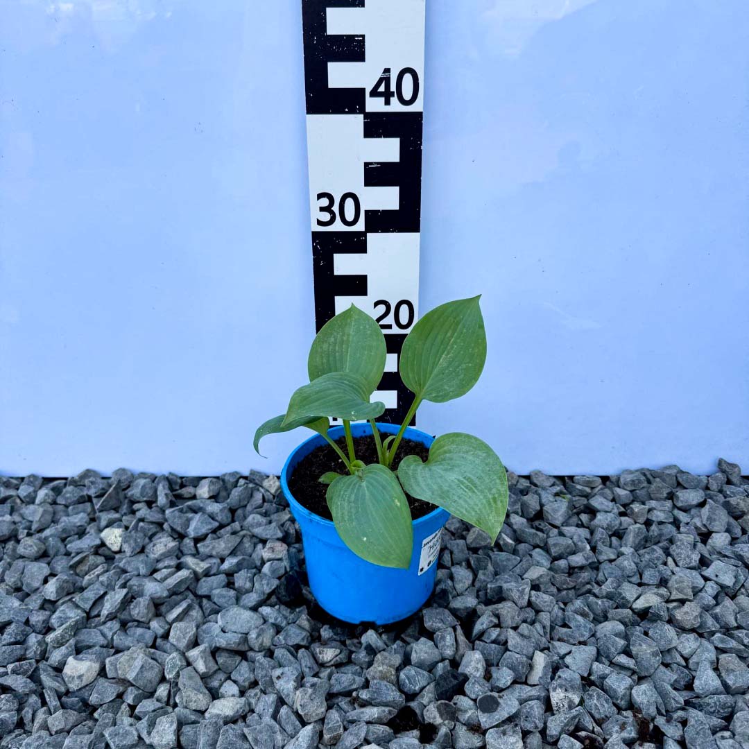 c756710cc2e31f05ee892008e5b1ef5c