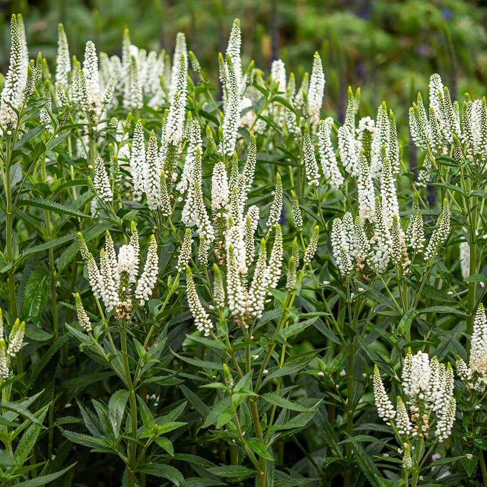 b14c8e0fa7c20e7b8ec15fc51b0dcfac