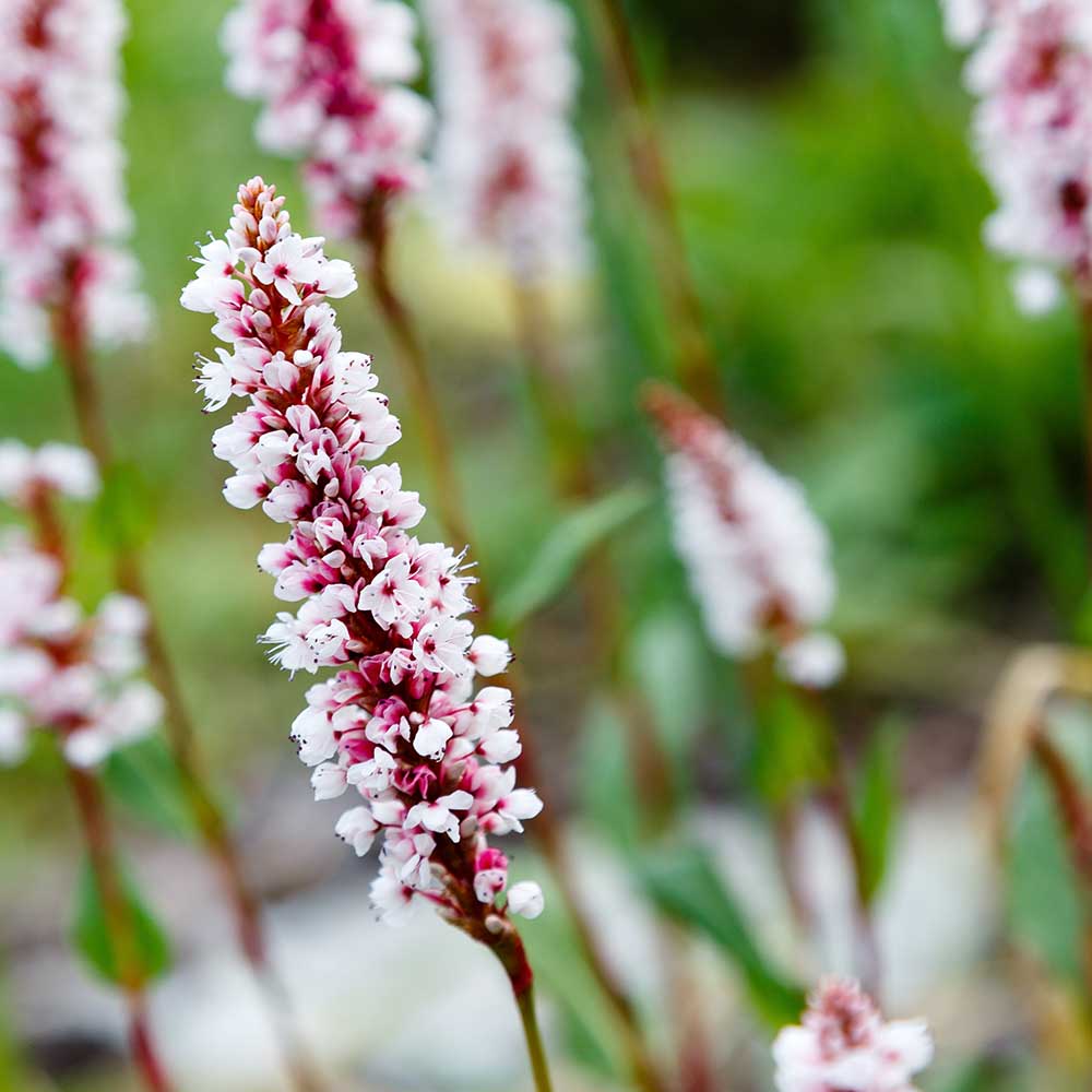 1bd4559c253a48b415f14bf55661609c