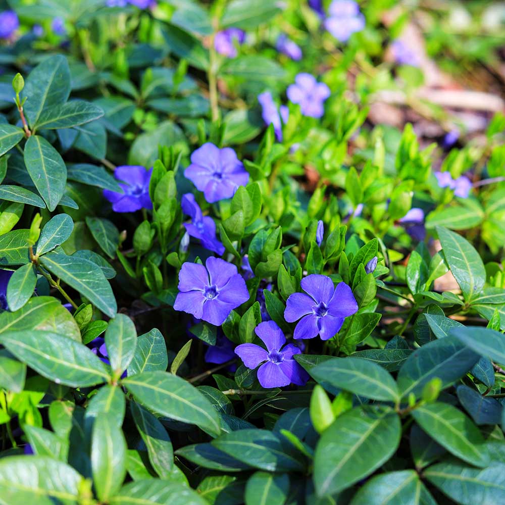 4a686533cc7b921e638a358cbc2d8f13