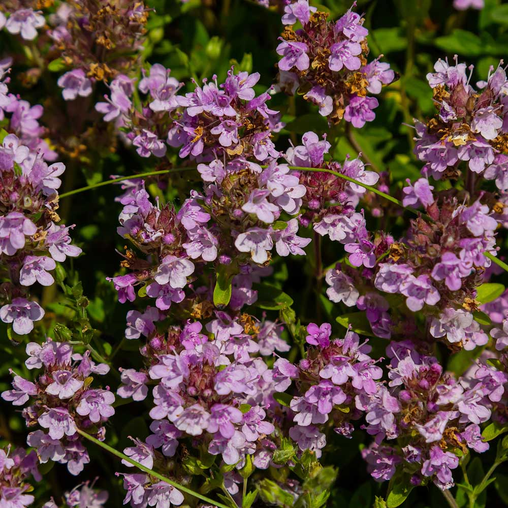 e0df7f658d970eb1d84d5a2e8b3c1cc0