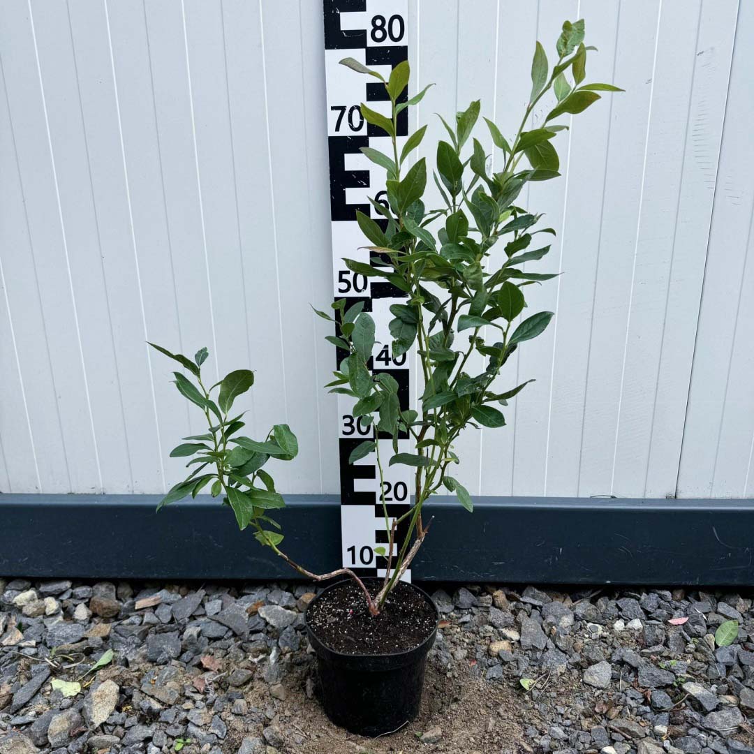 4dce6338aecc153d6f0e05ddd9869024