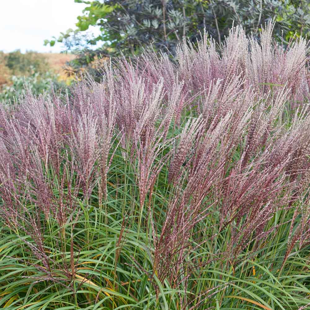 2d591f5d5f70c3951ce817e840d6fac6