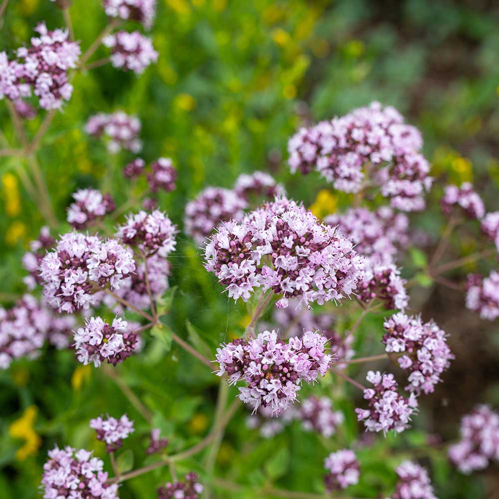 9cf100733e745c1978ae88a307d35bdf