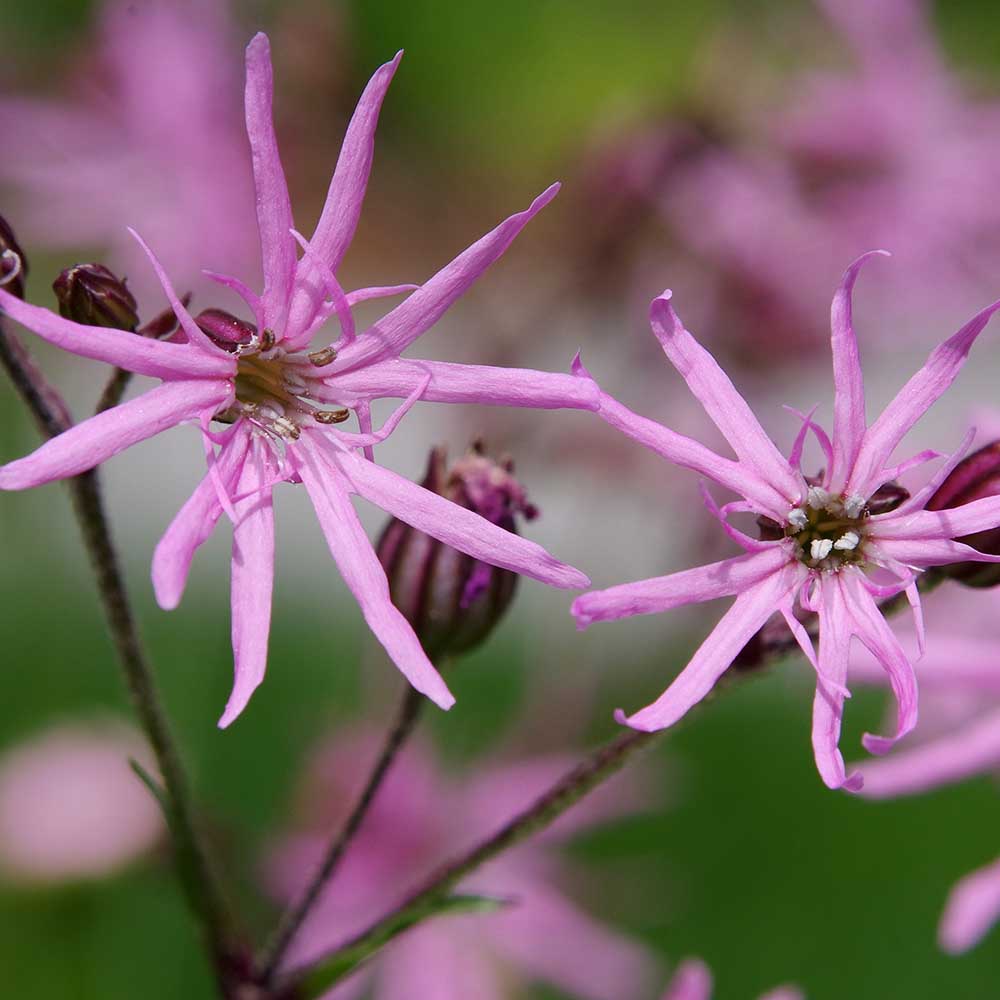 27f99c3a1d8ce5dd4bd4b0de0ff16d8f