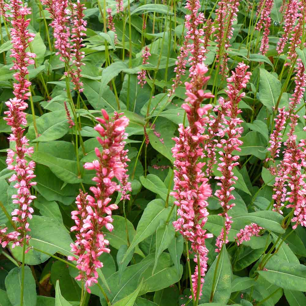 0fd711ed8a2fc0ed0b50e4bb3e88e271