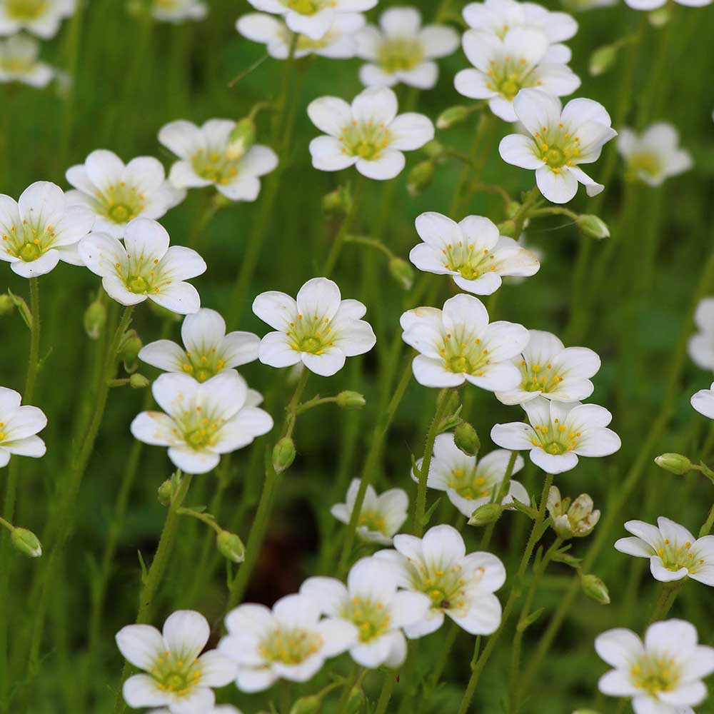 cf233d19165440d54581094c35565494