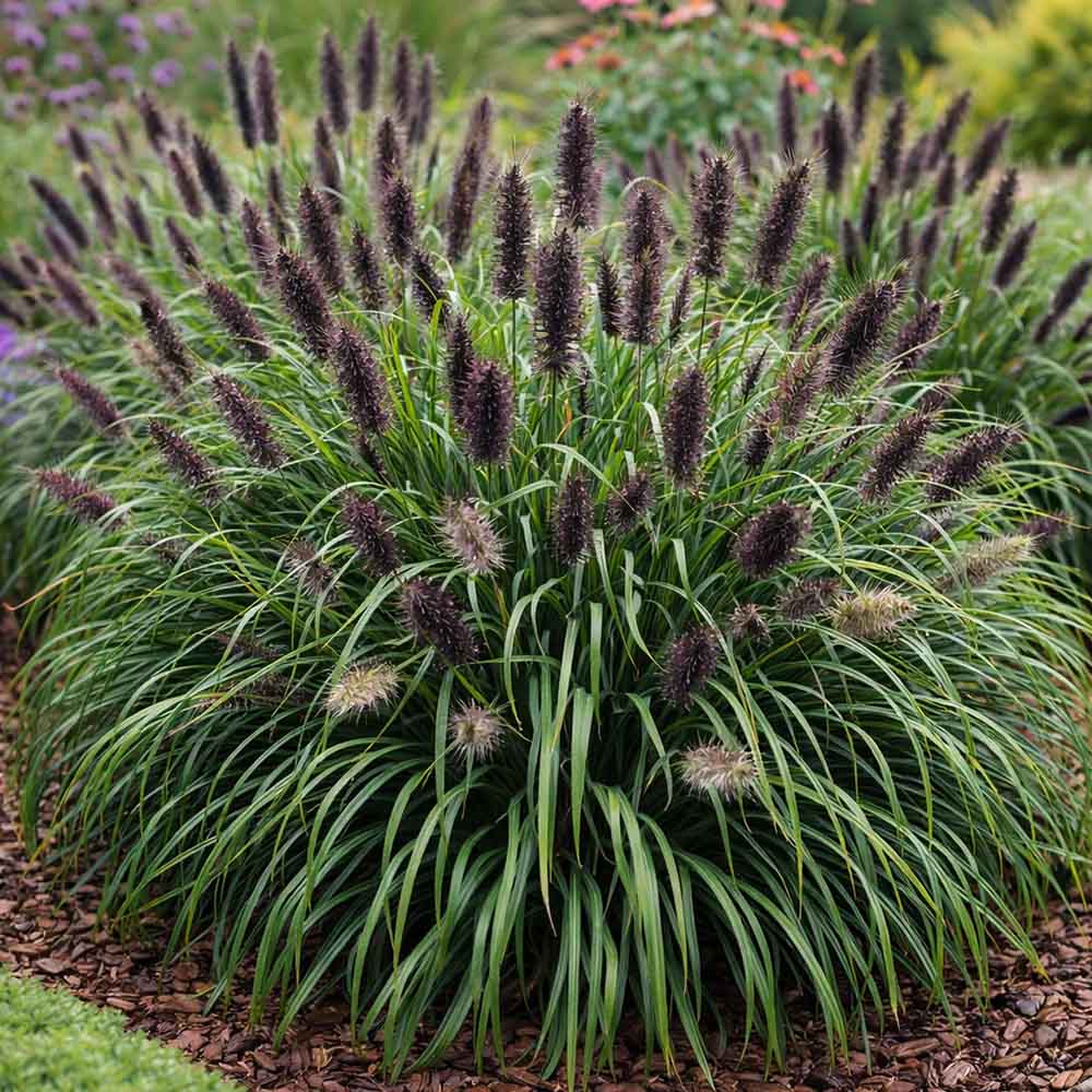 a50df4ab266bd9a62820c5ba5ef850cf