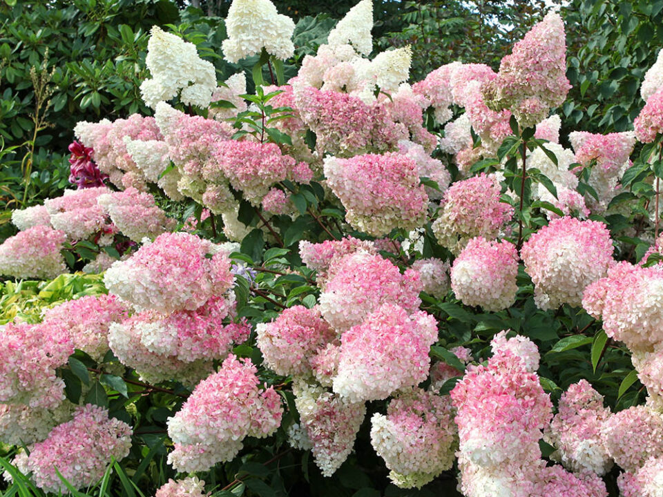 d05d9daff5bd16e6510831c8d38d4cd4