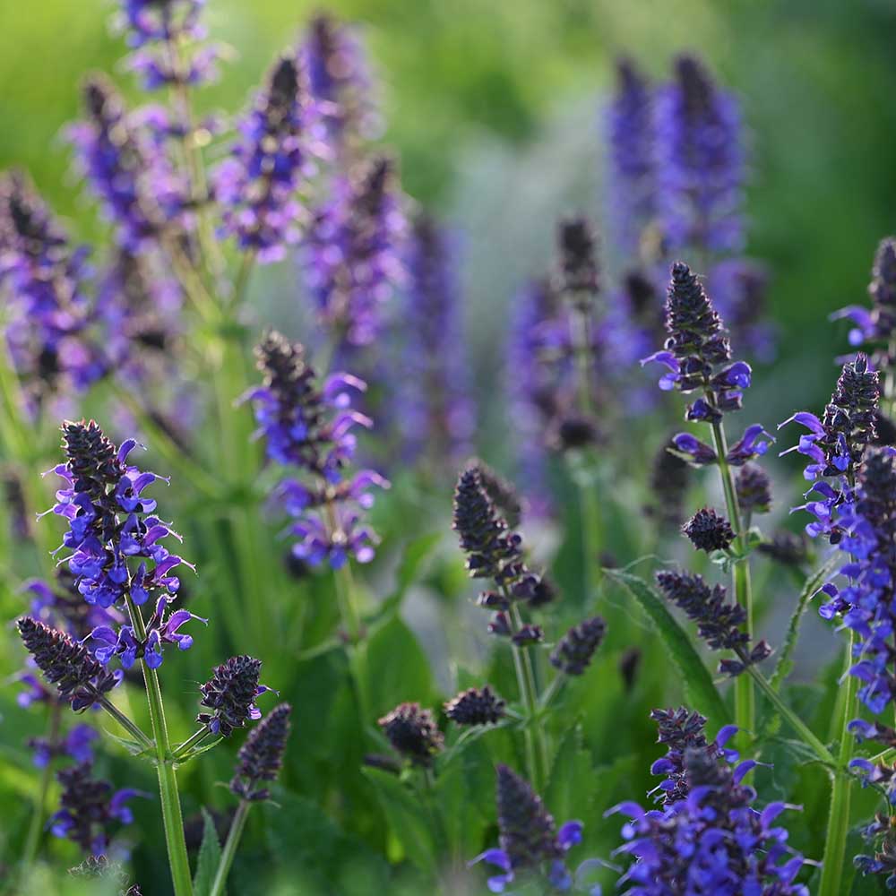 a42b97725cbec9b7ad42d941b5f8b3b7