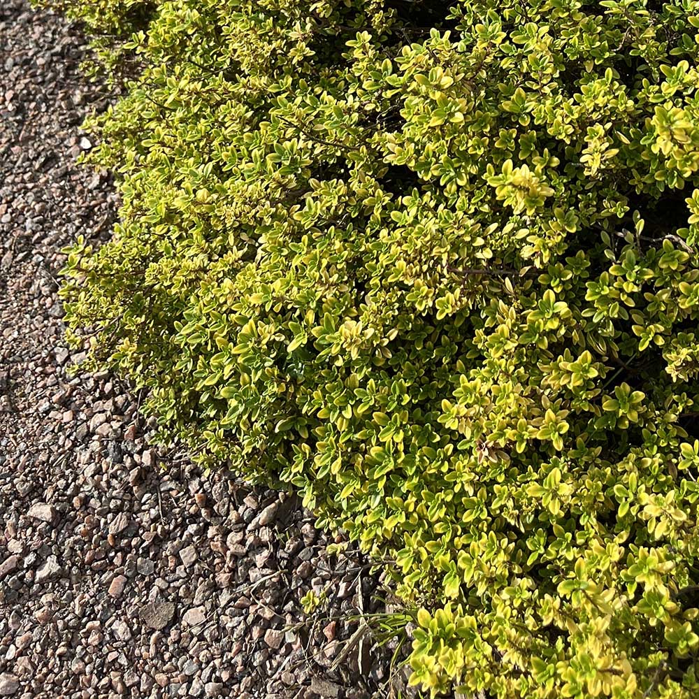 0b57245070879101b43cbe153a9ea342