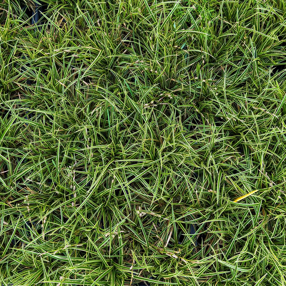 61d175ea6722d7372a32a001dae26f30