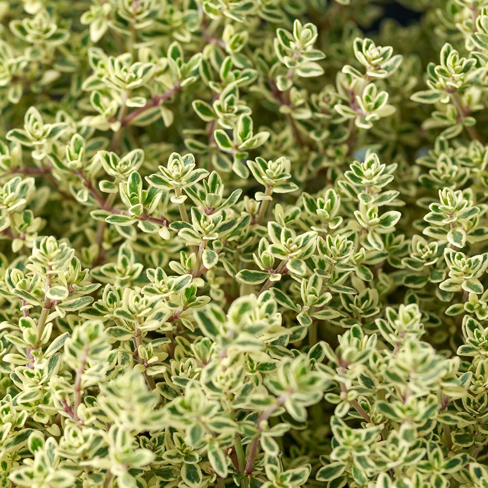 e5f16fb6c30ee659729a186cf692c78c