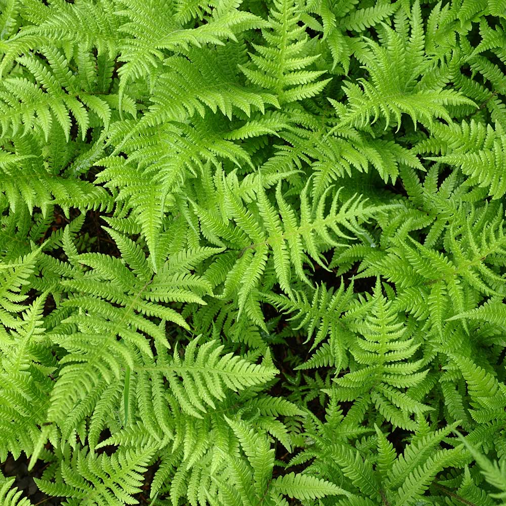 73d045205535985187bee499be635169