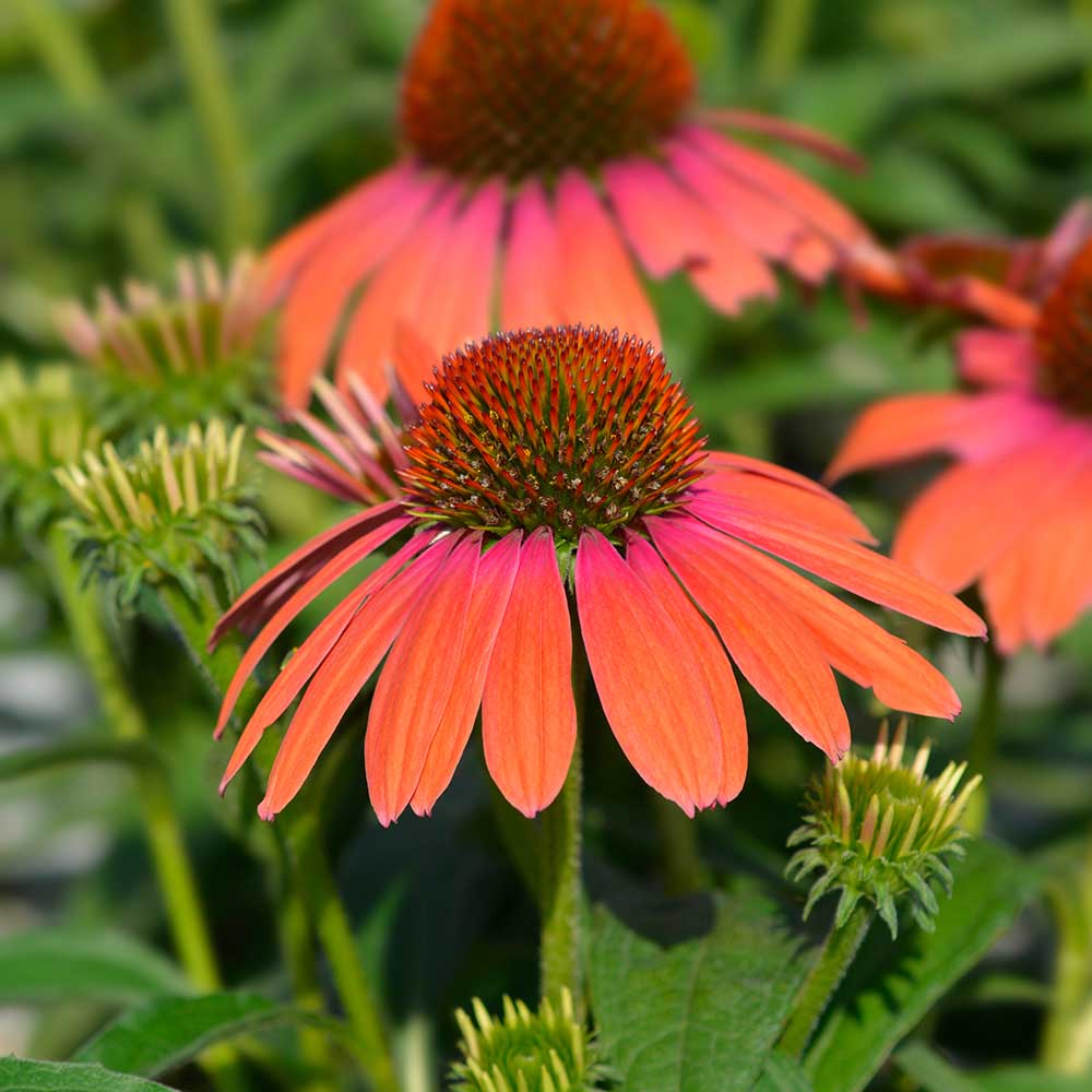 faca4a691cbdfbfec2eed4e1336bbfd7