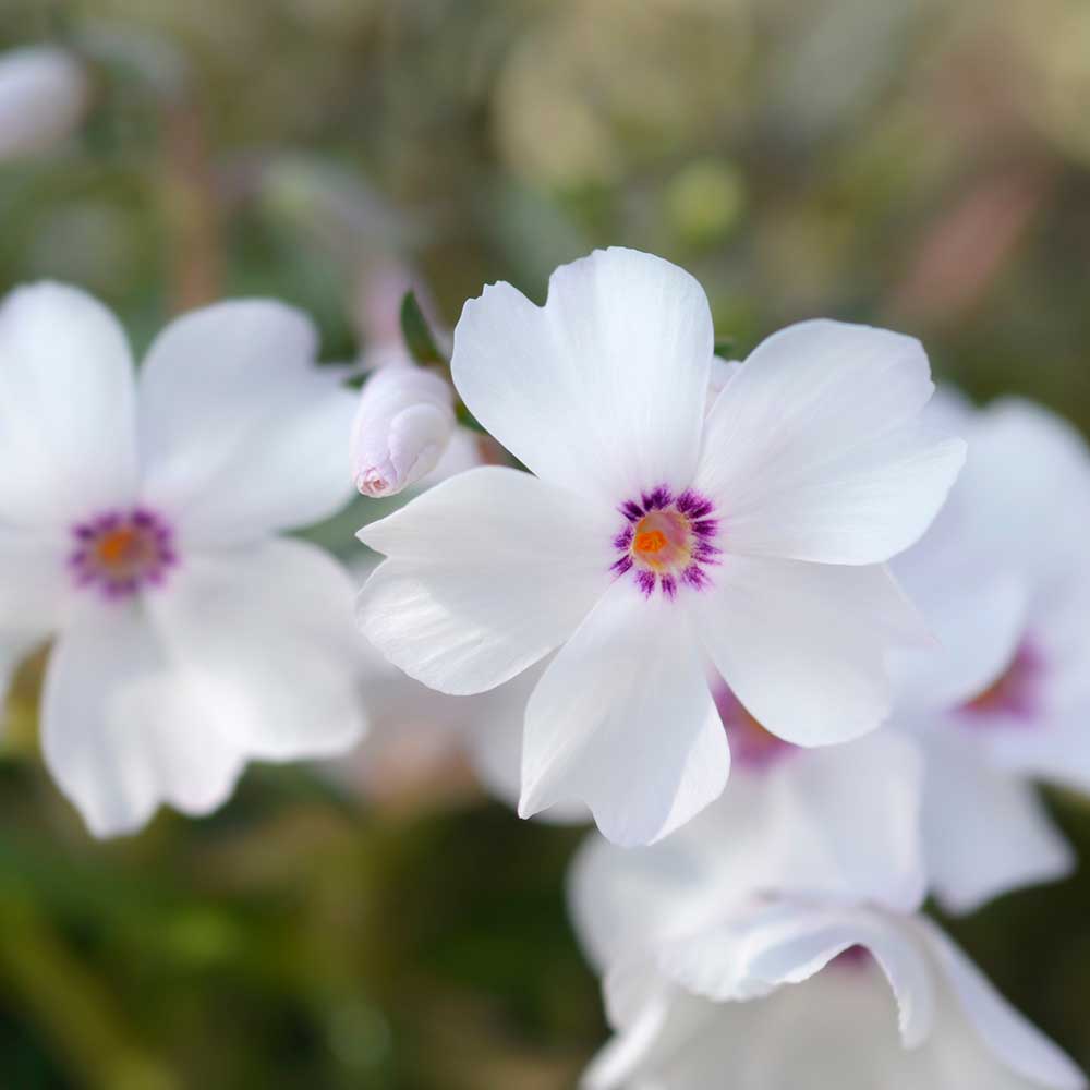 e1640cfb9c0b1cbf31526fe0a43329f6