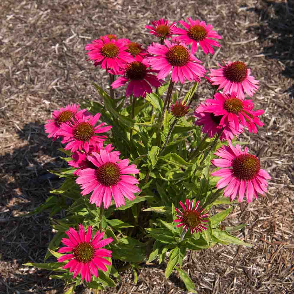 1e724dca7a8847395b8b892ca9038b64