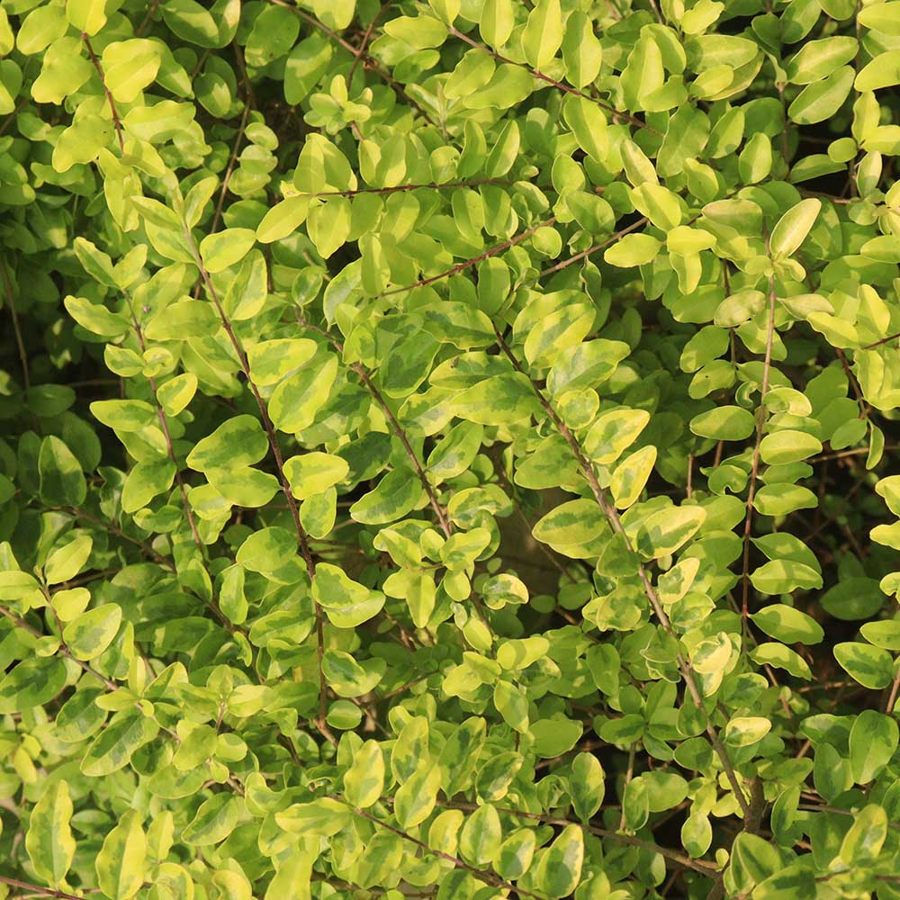 86bd43370d9ab0a4a2d0741705c355b8