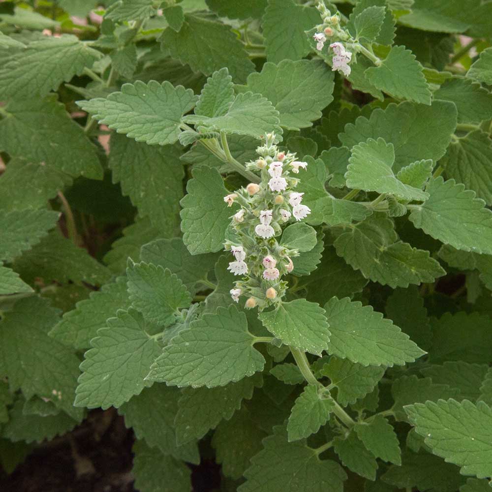 dac42492fa3eeef5e22ca610e653891d