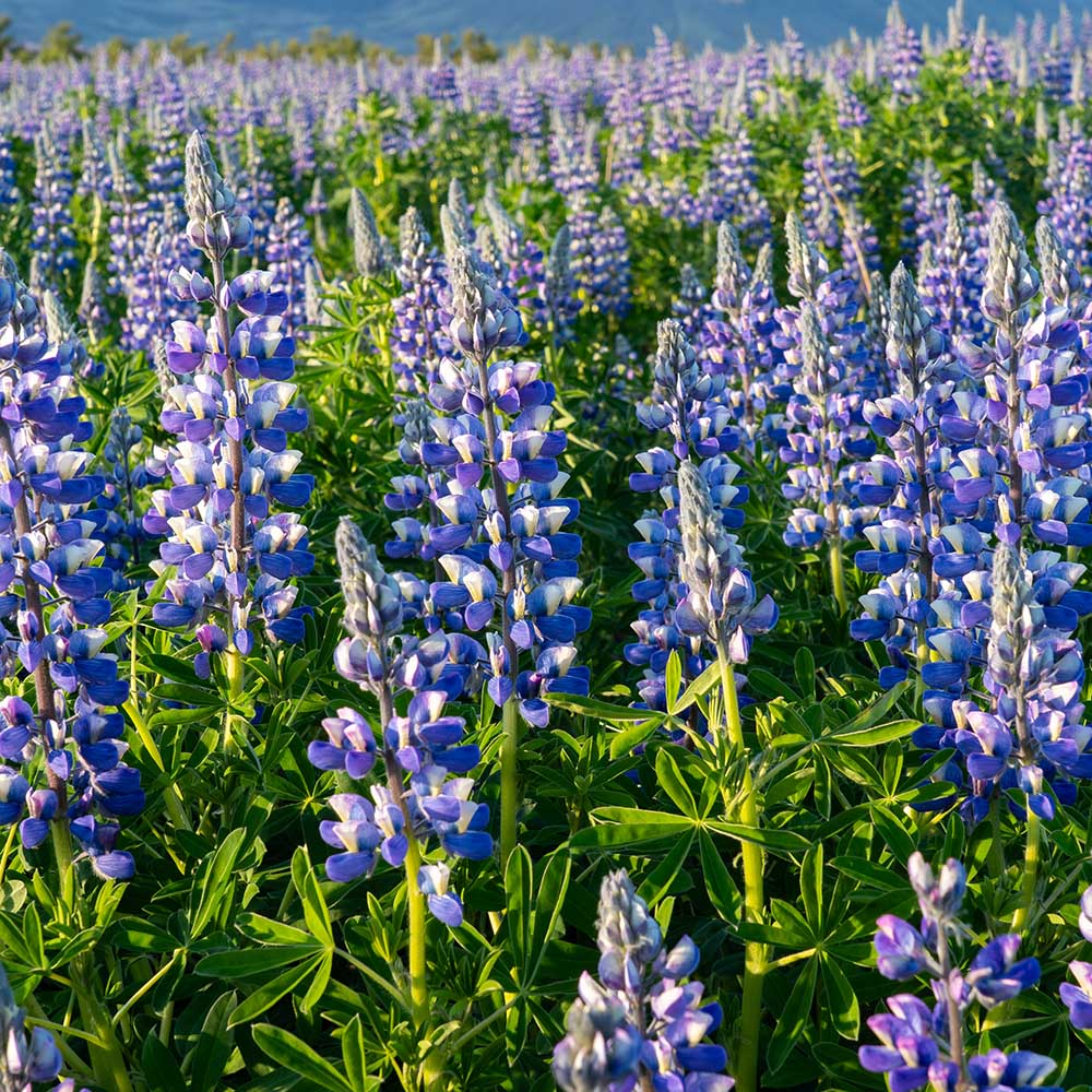 0f115703e7c33cf858852597e499d393