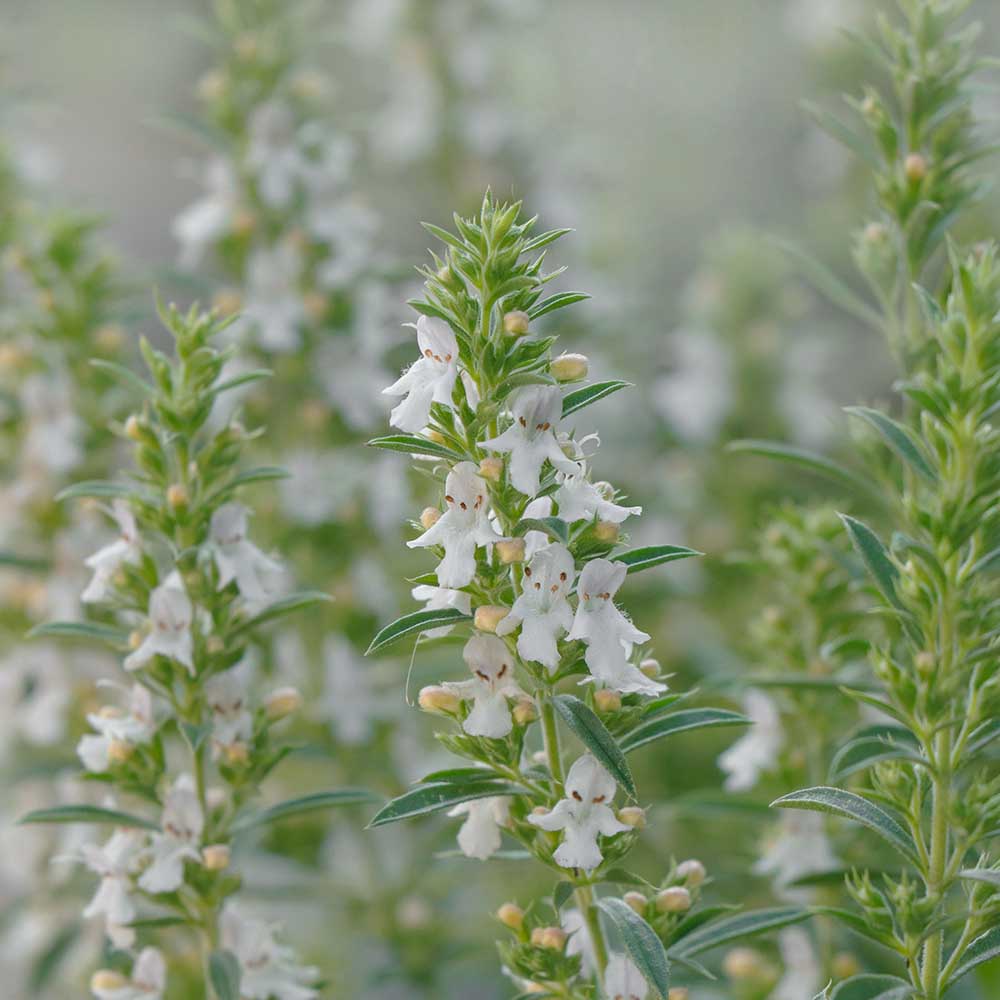 7a4f7be63a51329216cf25f489140091