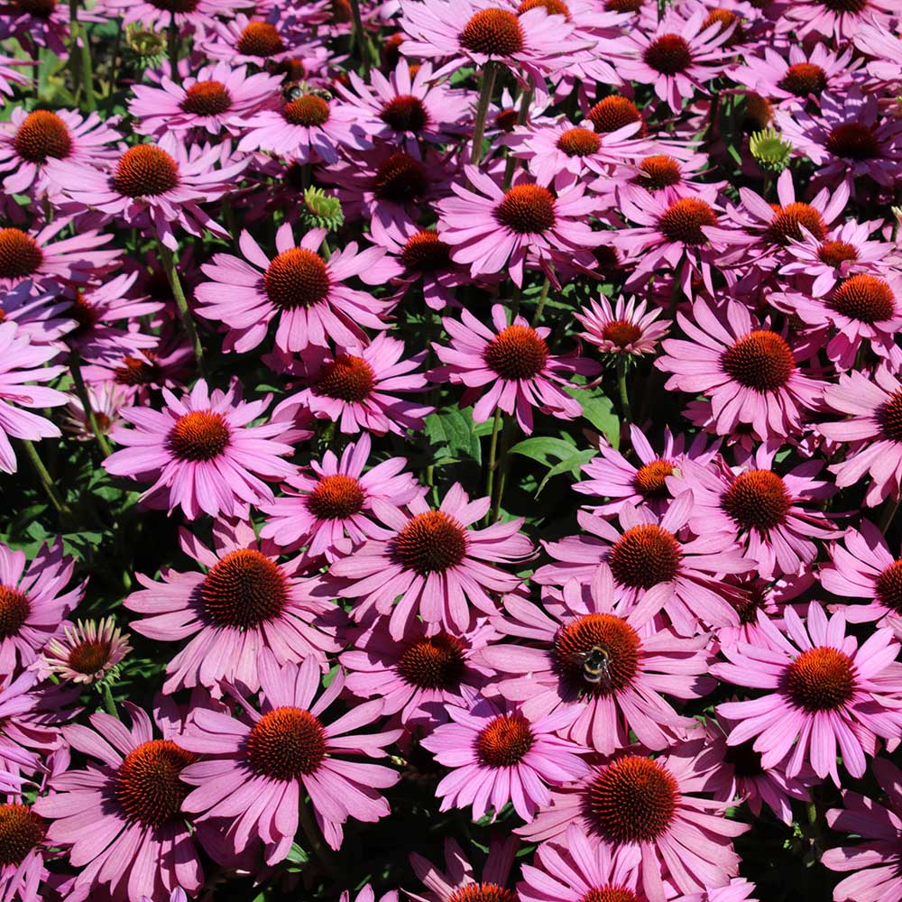 d8f702e1a4e036816de4f6b4c6919c29