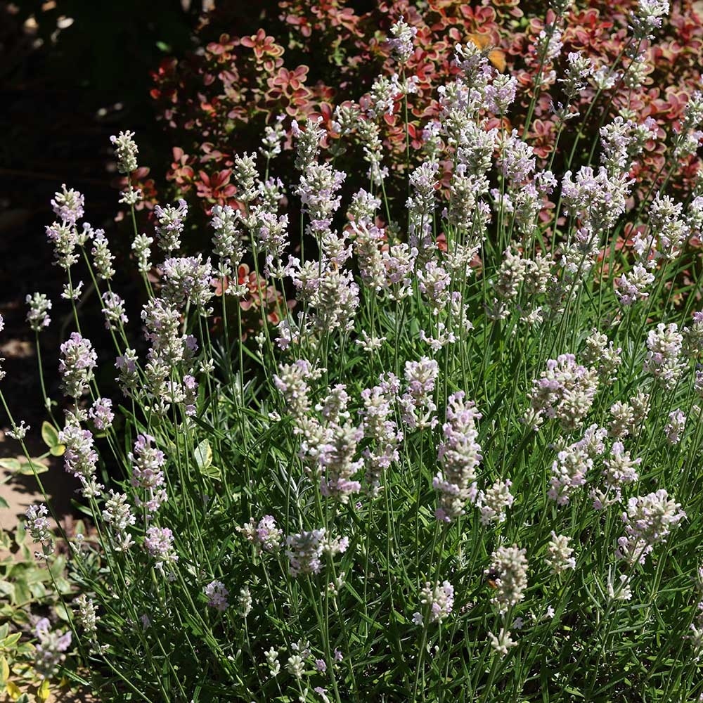 56f2c2a6624b0cf9b2c17d473785cbf6