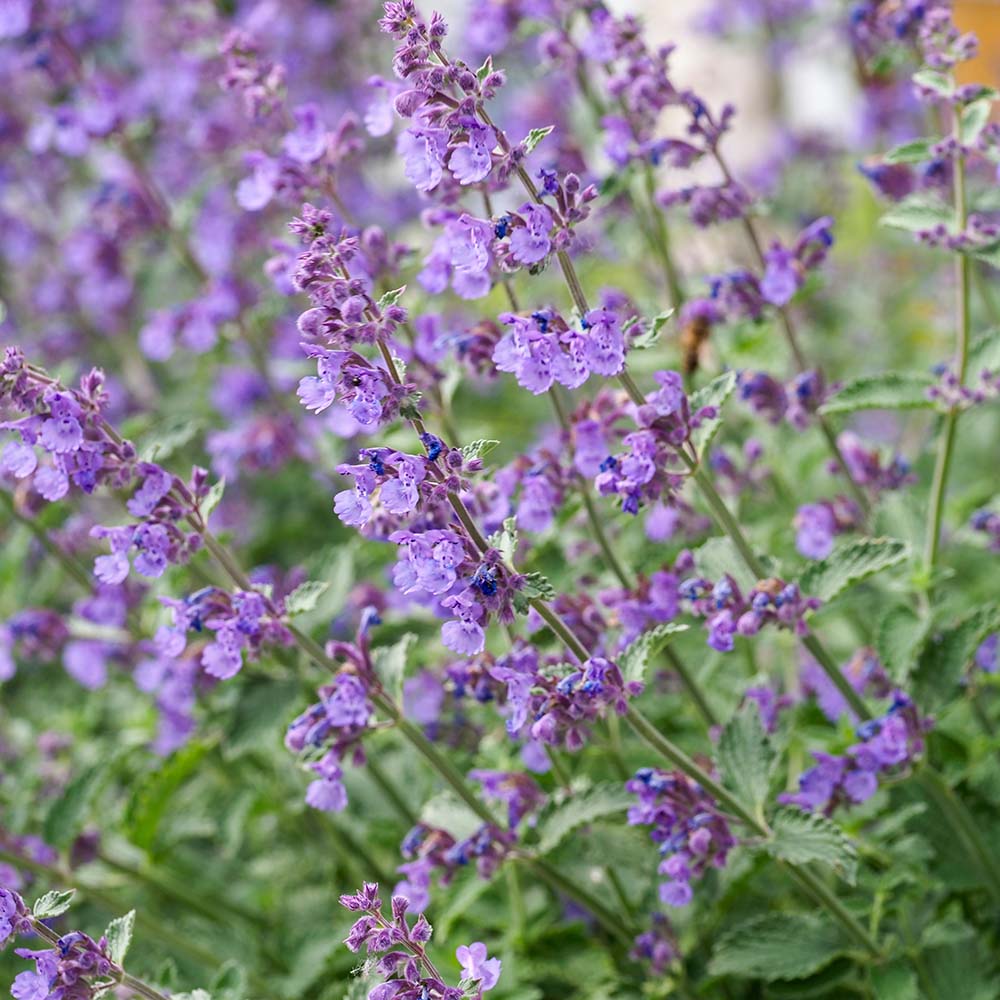 d5a07686be0173de8d920f9d0e4b170e