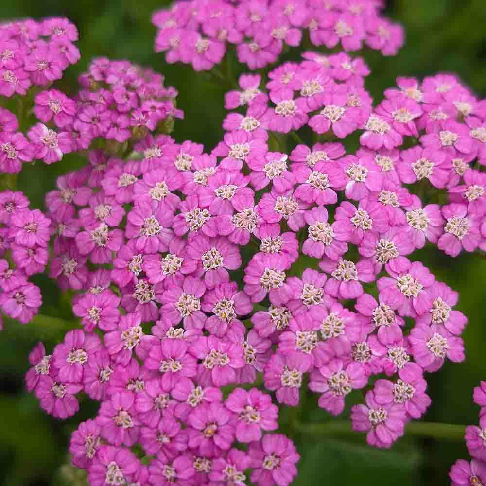 9c7334fdcd77adf533c0b89cbd31d072