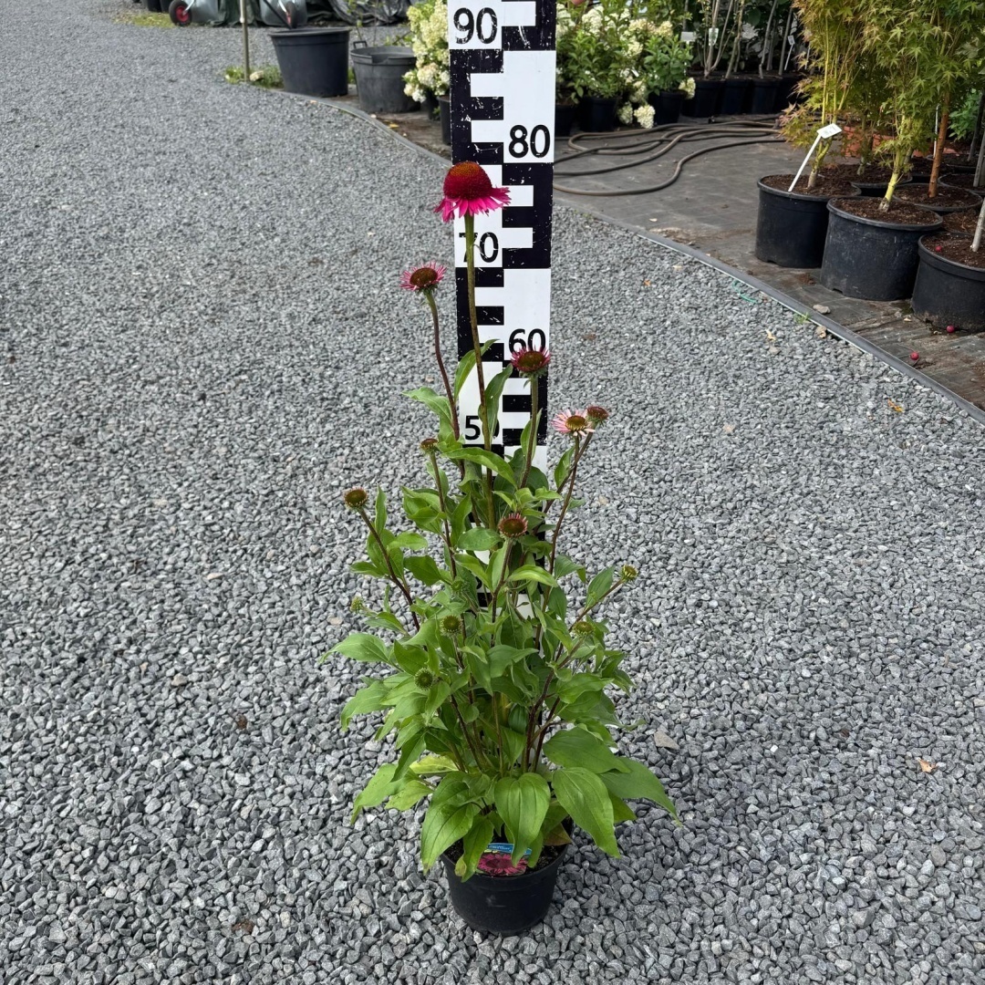 a121efd98cb1e23d1b64b15b72df743a