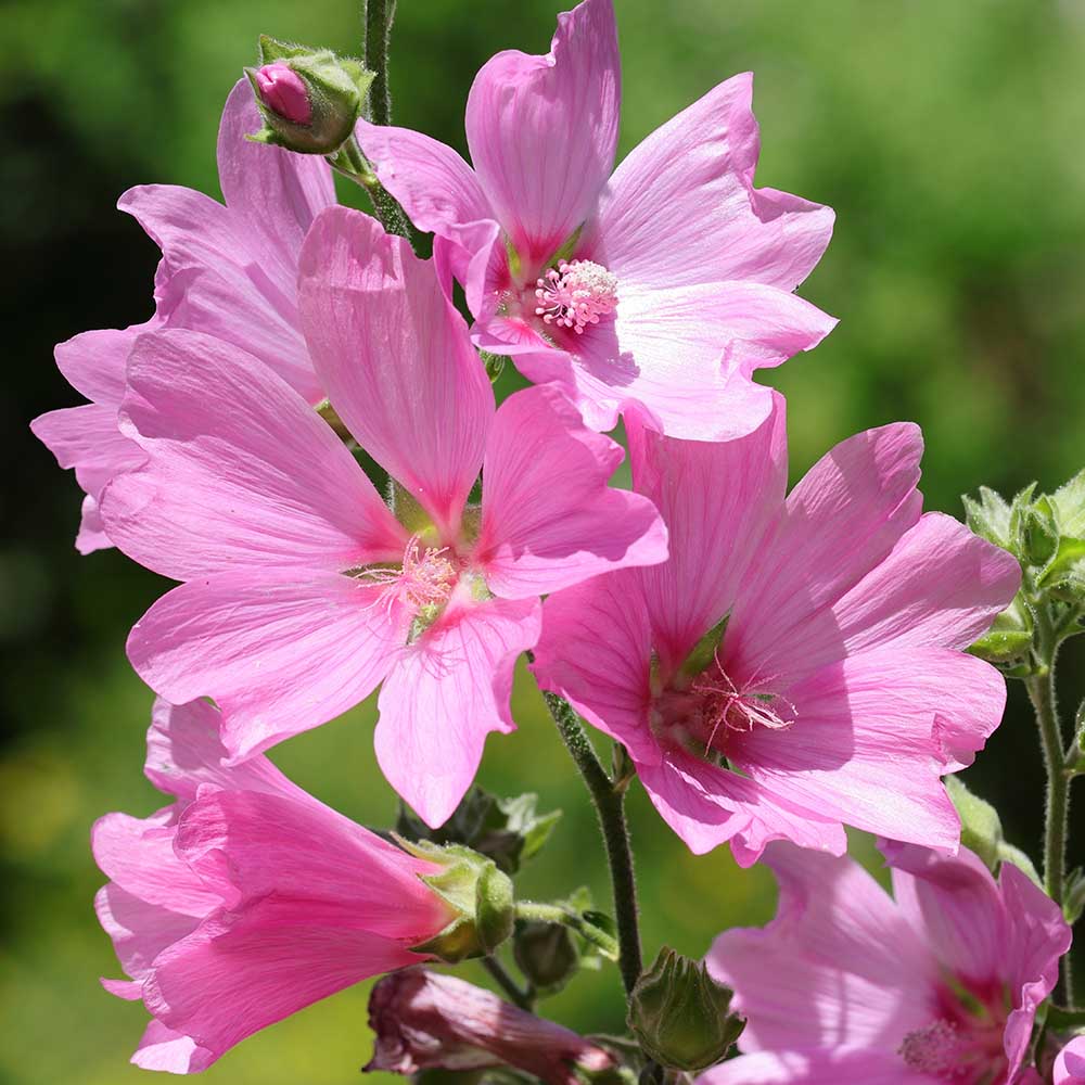 2c4f662320a4671868794865e4402c3e