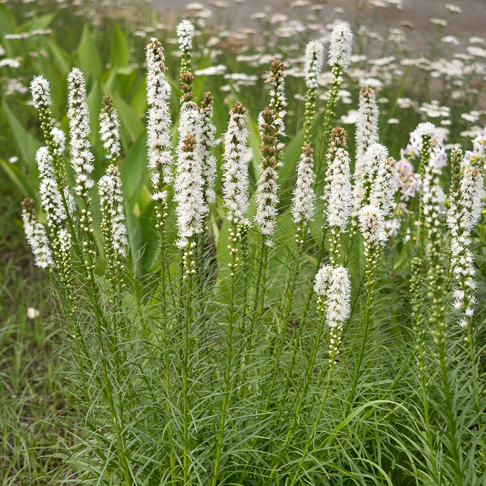 18a4e40d918ad5ac6d22cc84b1fb4ad7