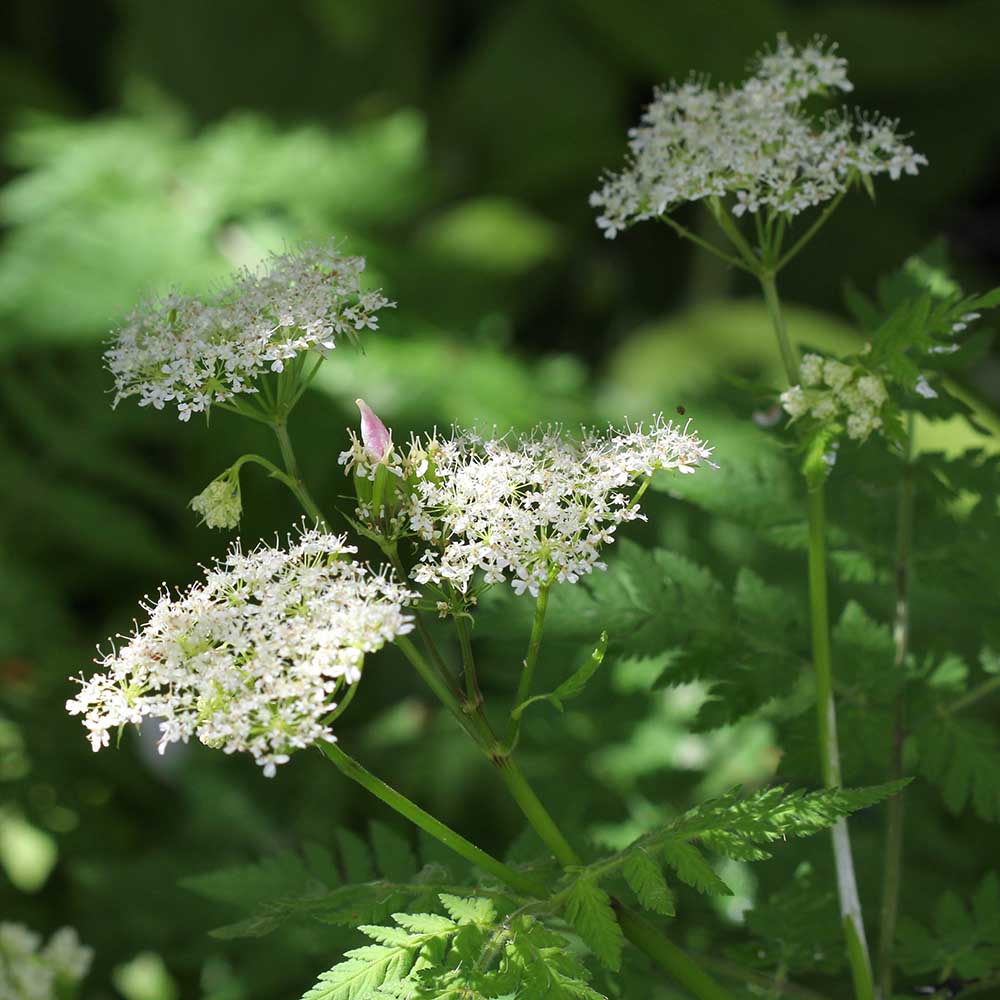 d4e4190763058c860be6acc127acd89e