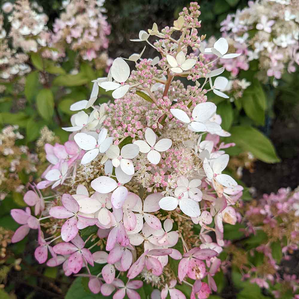 93cfe420db6c1c9f377f08933a14f266